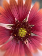 Gaillardia amblyodon