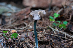 Entoloma lampropus