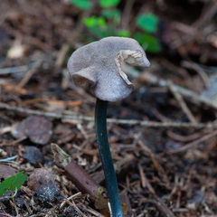 Entoloma lampropus