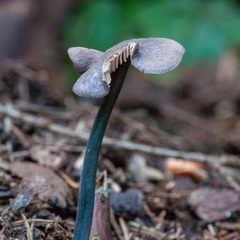Entoloma lampropus