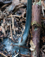 Entoloma lampropus