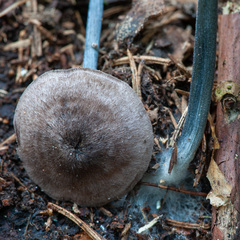 Entoloma lampropus