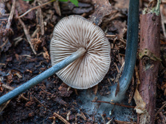 Entoloma lampropus
