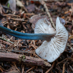Entoloma lampropus
