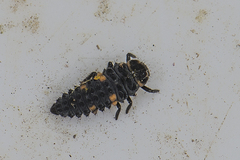 Coccinella septempunctata