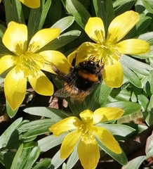 Bombus hortorum