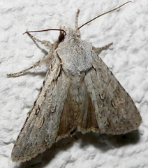 Lithophane ornitopus