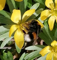 Bombus hortorum