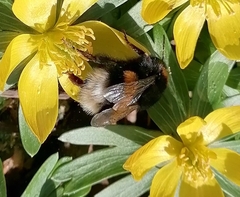 Bombus hortorum