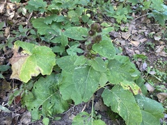 Arctium tomentosum