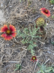 Gaillardia amblyodon
