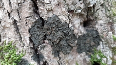 Collema nigrescens