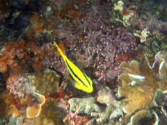 Neoglyphidodon nigroris