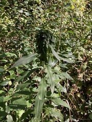 Rhopalomyia capitata