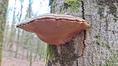 Fomes fomentarius