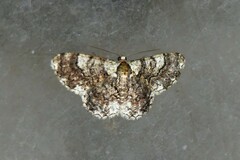 Myrioblephara pingasoides