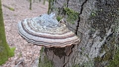 Fomes fomentarius
