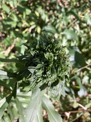 Rhopalomyia capitata