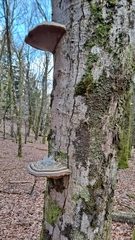 Fomes fomentarius