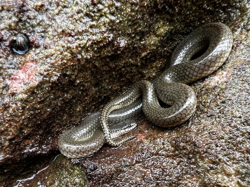 Photo of a Gerard's water snake (Gerarda prevostiana)