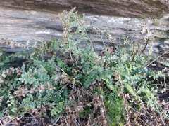Asplenium fontanum