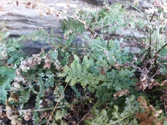 Asplenium fontanum
