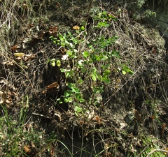 Colutea arborescens