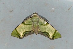 Achrosis incitata