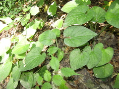 Viola hirta