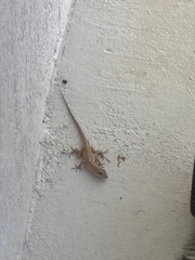 Anolis sagrei