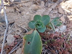 Hylotelephium maximum