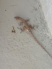Anolis sagrei