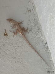 Anolis sagrei