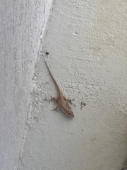 Anolis sagrei