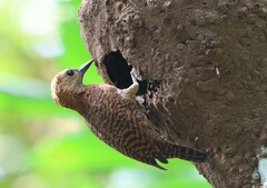 Micropternus brachyurus