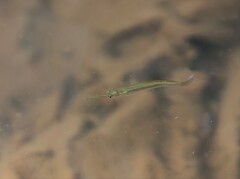 Dermogenys collettei