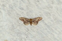Idaea violacea