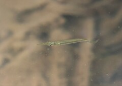 Dermogenys collettei