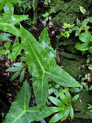 Alocasia longiloba