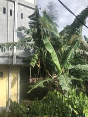 Musa acuminata