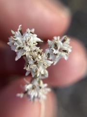 Florestina tripteris