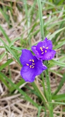 Tradescantia occidentalis