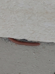 Trigoniulus corallinus
