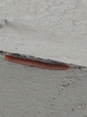 Trigoniulus corallinus