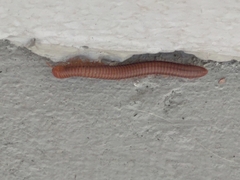 Trigoniulus corallinus