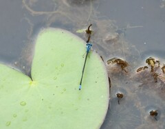 Pseudagrion microcephalum
