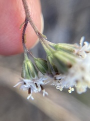 Florestina tripteris