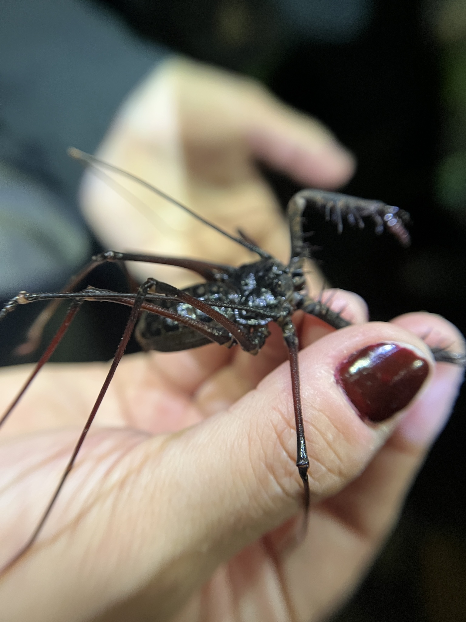 Heterophrynus batesii (Butler, 1873)