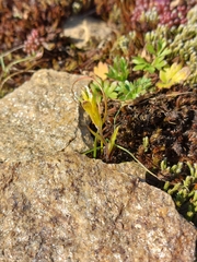 Gagea bohemica