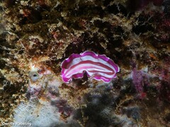 Prostheceraeus roseus